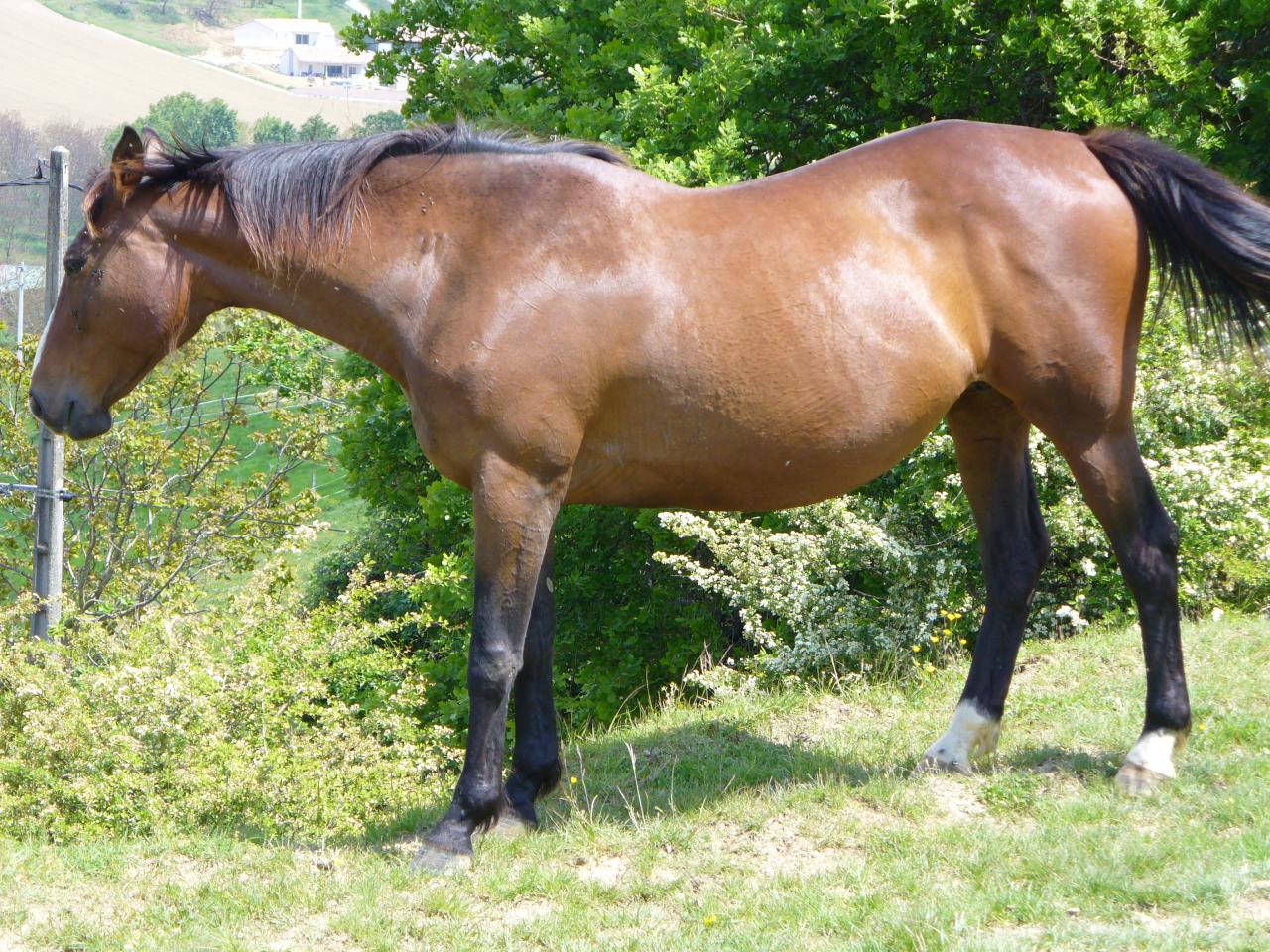 Hispanie II