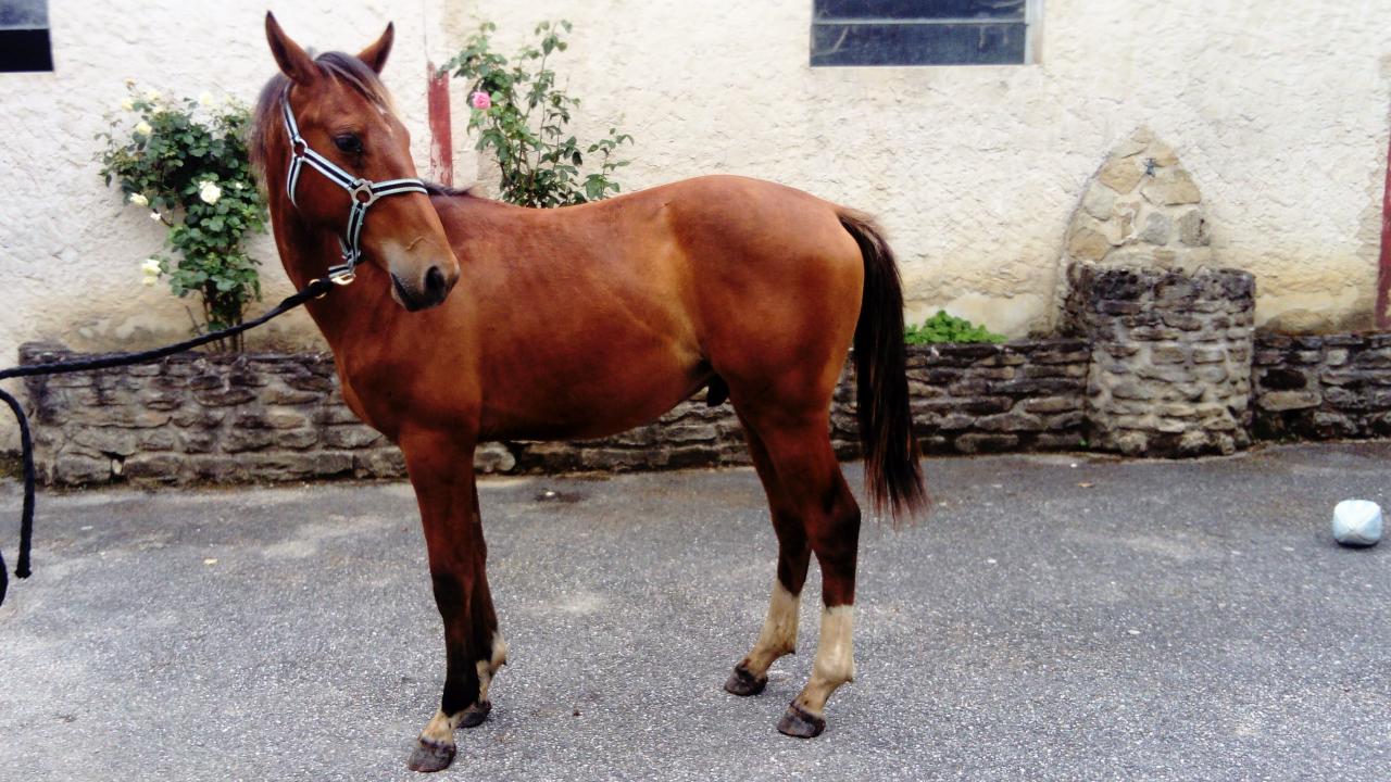 Galaad de Loufaut