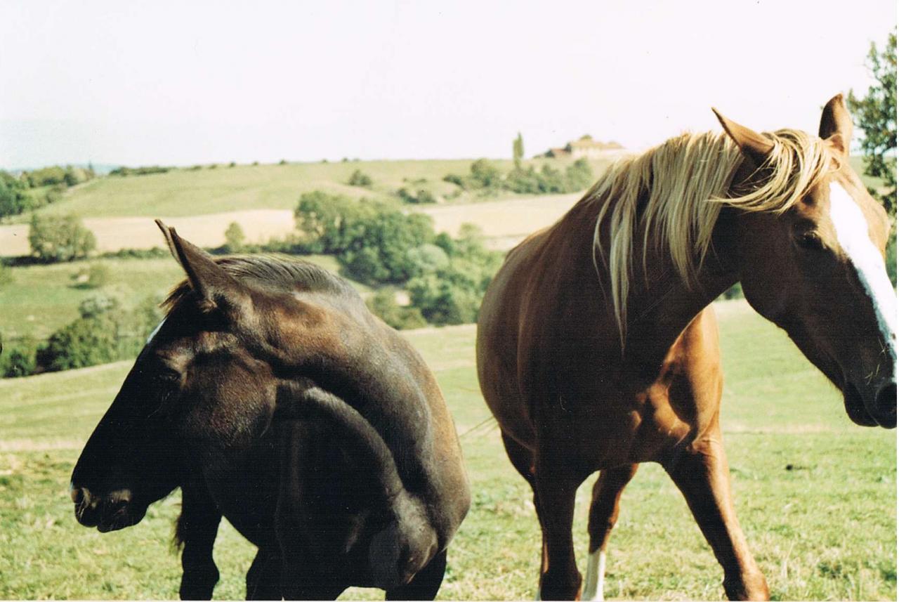 Kanossa des Devins